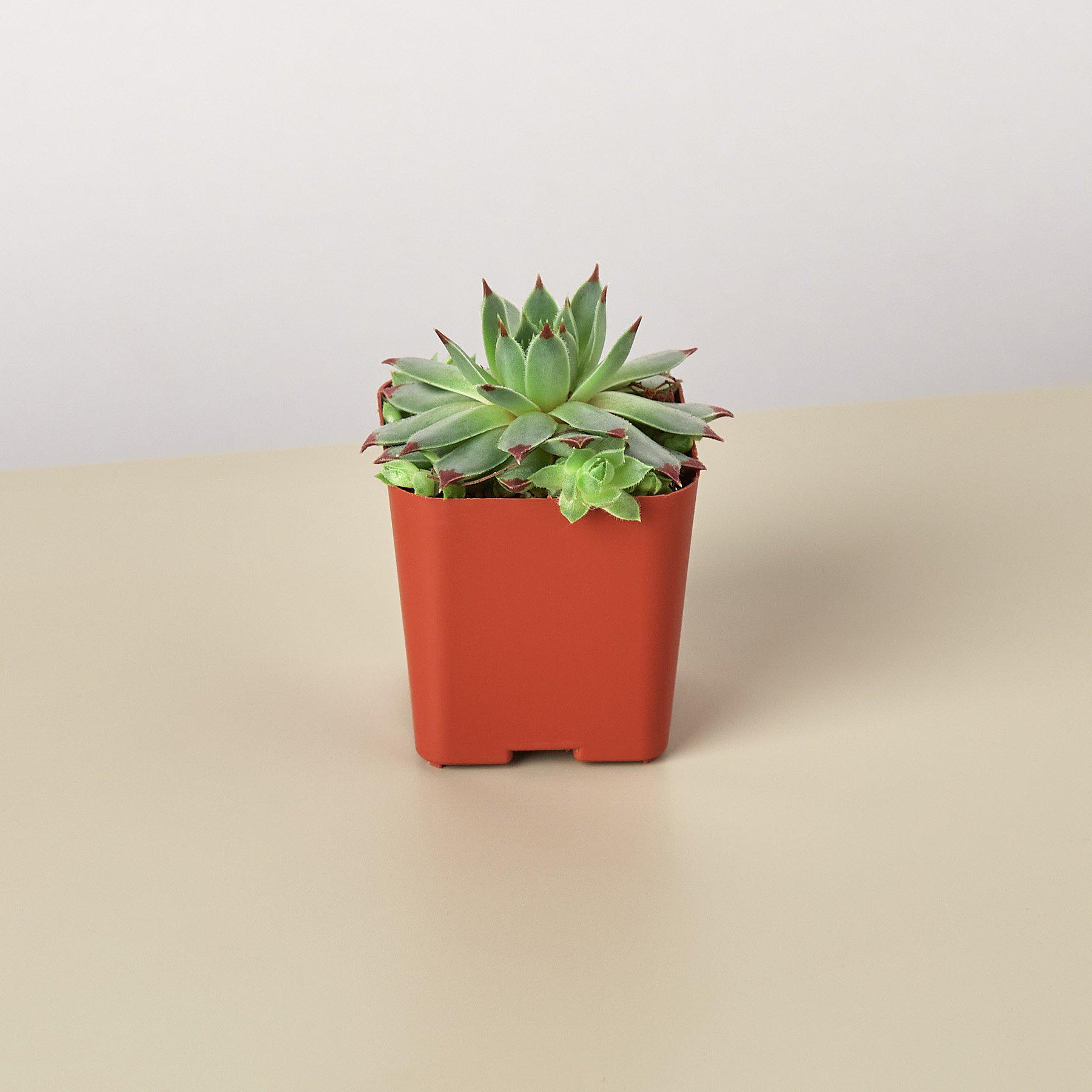 succulent variety pot Succulent Variety Packs- 2.0" Pot
