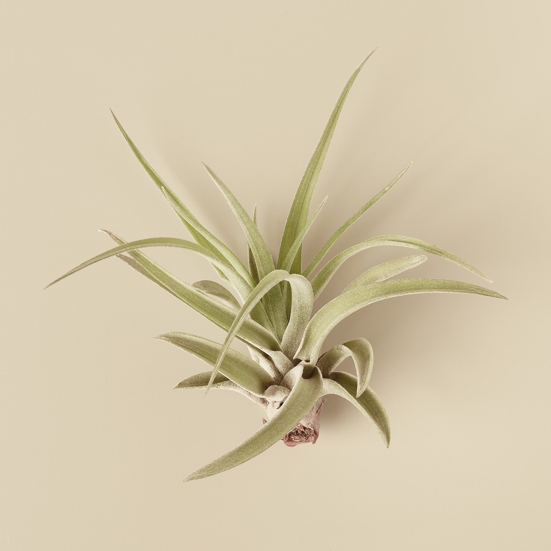 velutina air plant Tillandsia Air Plant Veluntina | Indoor Plant