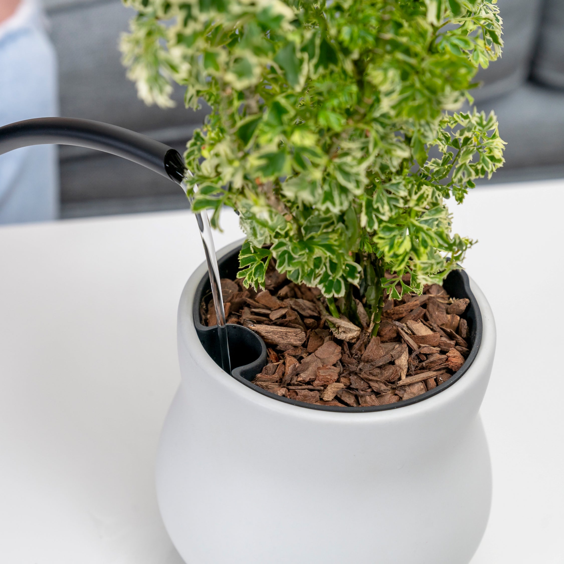 White Happy Root's plant pot with variegated ming aralia being watering with a black metal watering can on a white coffee table.