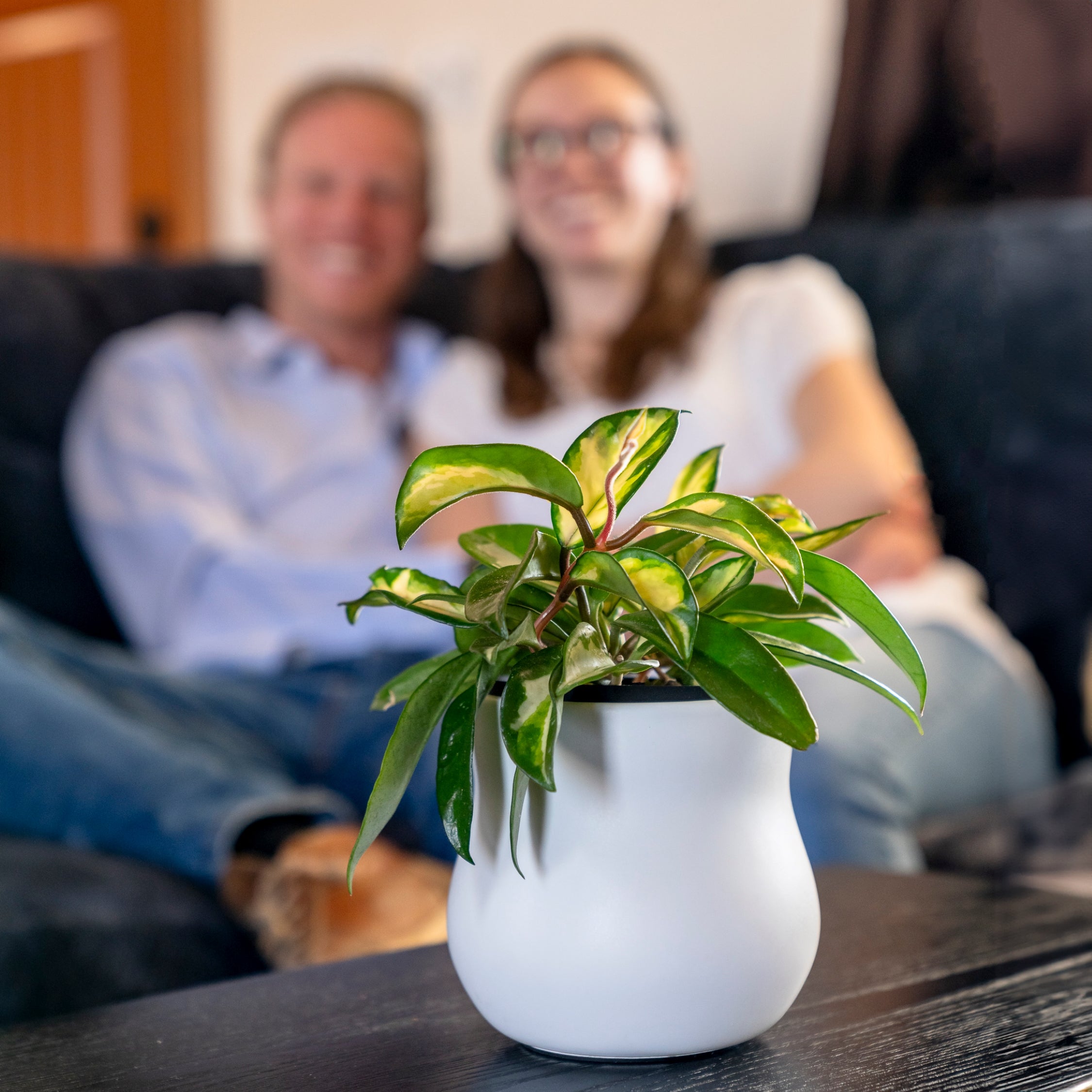 Alabaster White curvy Happy Roots with hoya houseplant on a black coffee table in front of a couple smiling on a blue couch.