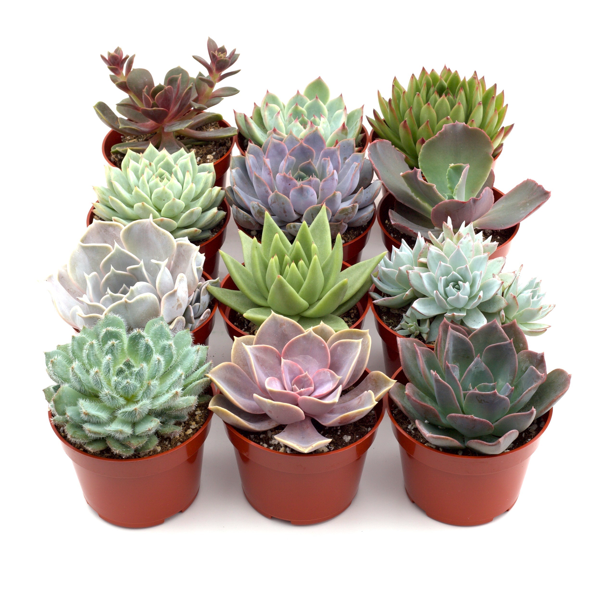 Happy Roots Supply Co. Rosette Succulent - Thumbnail 2