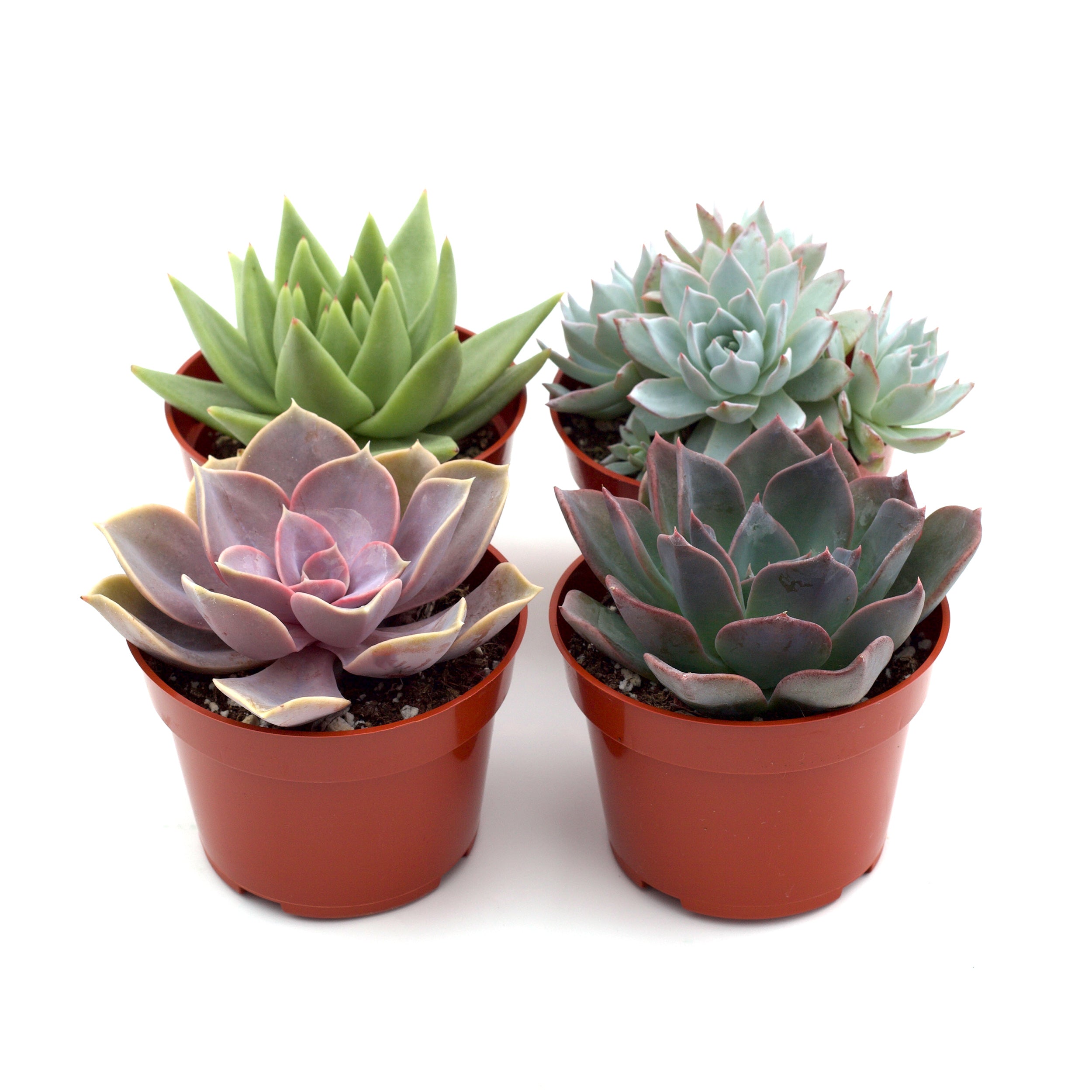 Happy Roots Supply Co. Rosette Succulent - Thumbnail 3