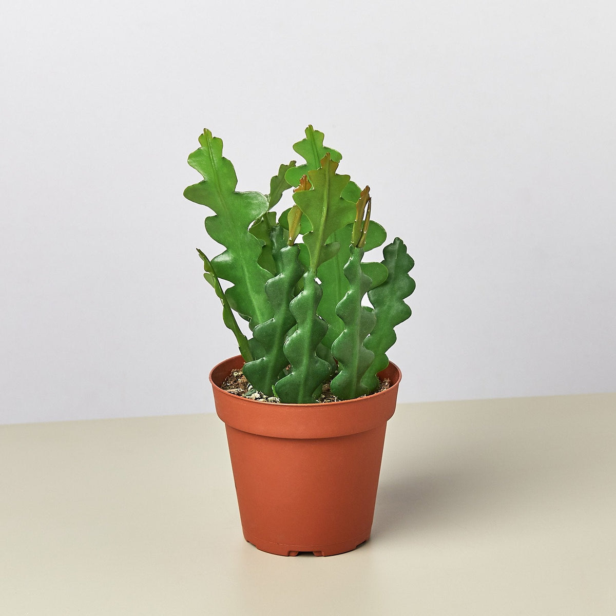 succulents box tradescantia zebrina wandering dude colorful foliage houseplant Tradescantia Zebrina 'Wandering Dude' – Happy Roots Supply Co
